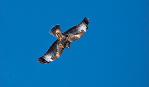 02 Percorso Montalto Ligure - Carpasio