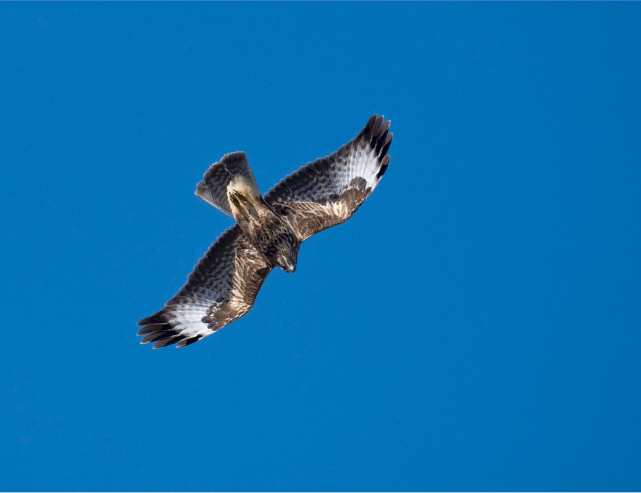 02 Percorso Montalto Ligure - Carpasio