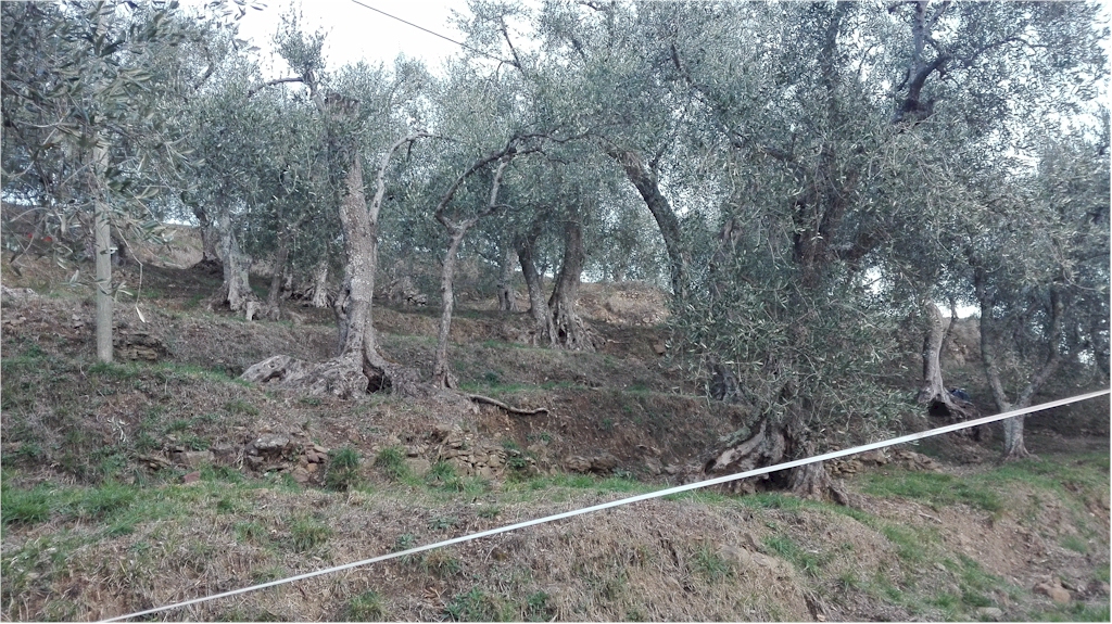 Uliveto - Foto di F. Sartirana Image