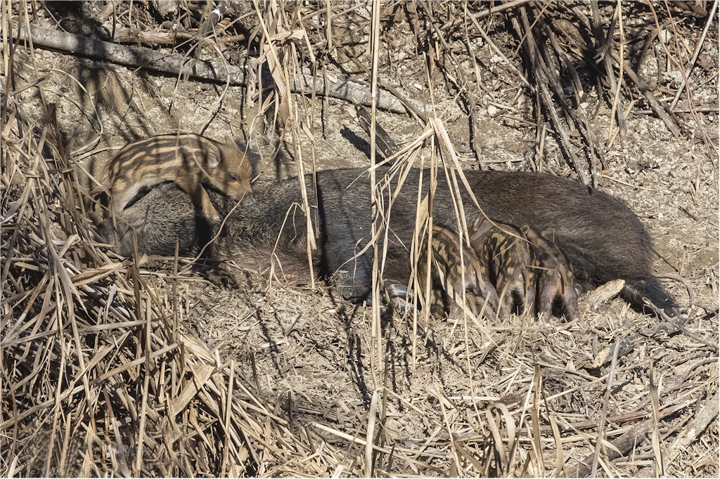 Cinghiali - Foto di Michelangelo Giordano Image